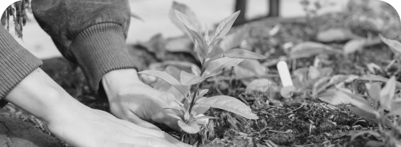 Green fingers, happy heart: Gardening as therapy